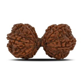 Natural 9 Mukhi (Nine Mukhi) Gauri Shankar Rudraksha (Nepal) GJSPC Certified 44.06 M.M.