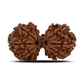 Natural 10 Mukhi (Ten Mukhi) Gauri Shankar Rudraksha (Nepal) GJSPC Certified 34.22 M.M.