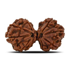 Natural 10 Mukhi (Ten Mukhi) Gauri Shankar Rudraksha (Nepal) GJSPC Certified 34.98 M.M.