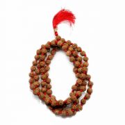 6 Mukhi Rudraksha Mala (Indonesia) (108+1 Beads) GJSPC Certified