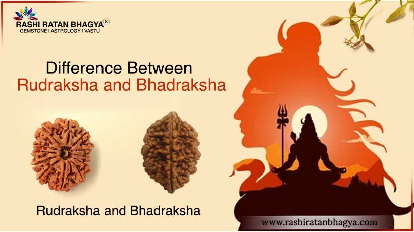 Difference Between Rudraksha and Bhadraksha