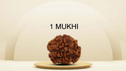 1 Mukhi Rudraksha