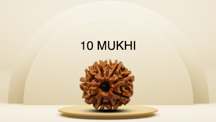 10 Mukhi Rudraksha