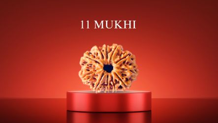 11 Mukhi Rudraksha