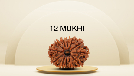 12 Mukhi Rudraksha