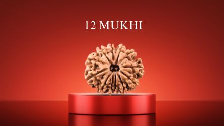 12 Mukhi Rudraksha