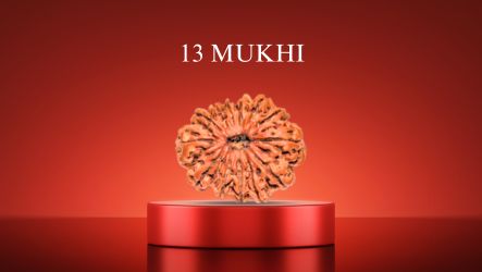 13 Mukhi Rudraksha