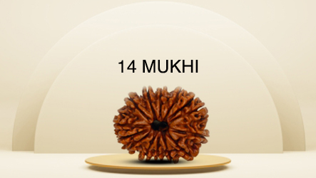 14 Mukhi Rudraksha