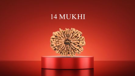 14 Mukhi Rudraksha