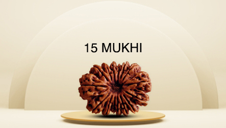 15 Mukhi Rudraksha