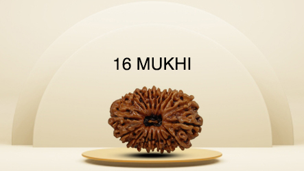 16 Mukhi Rudraksha