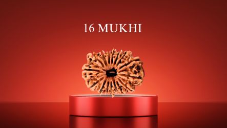 16 Mukhi Rudraksha