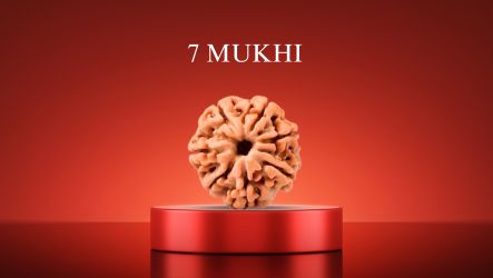 7 Mukhi Rudraksha