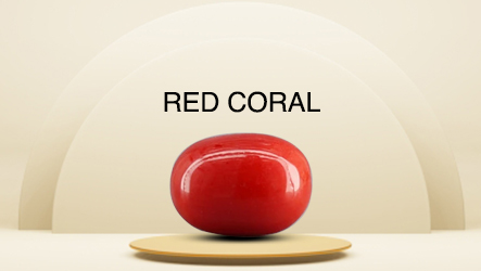 Coral (Munga)