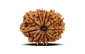 Rudraksha